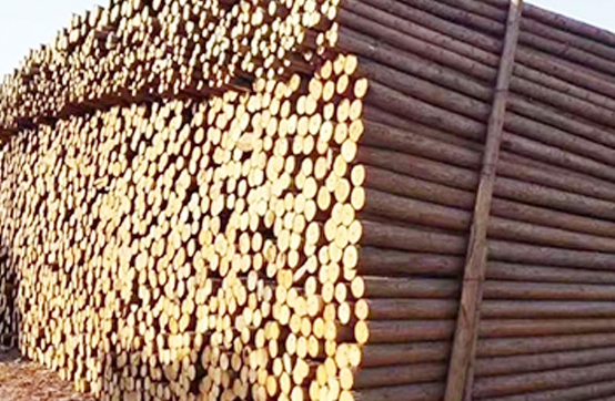 落葉原木木材加工